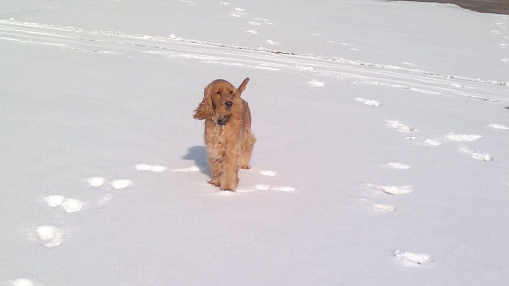 cocker spaniel walking in snow