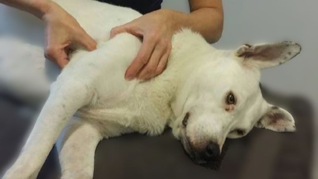 canine physiotherapy on a white mix bread dog using trigger point therapy for pain relief