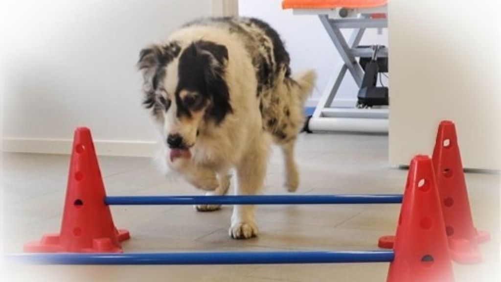 Australian Shepherd walking over cavaletti poles to activate core muscles and encourage higher limb lift.