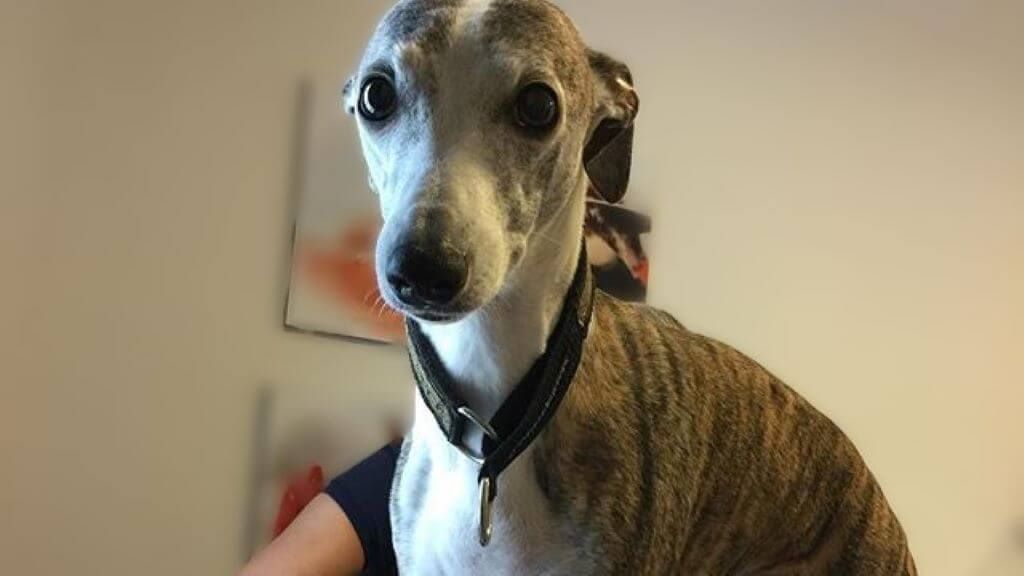 Whippet with a concerned expression during a vet visit—used to illustrate signs of discomfort and how to recognize pain in dogs.