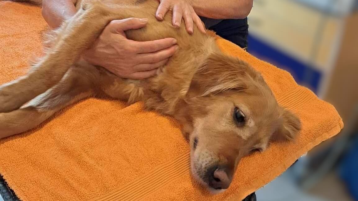 golden retriever having a mobilisation session to enhance mobility and cirkulation