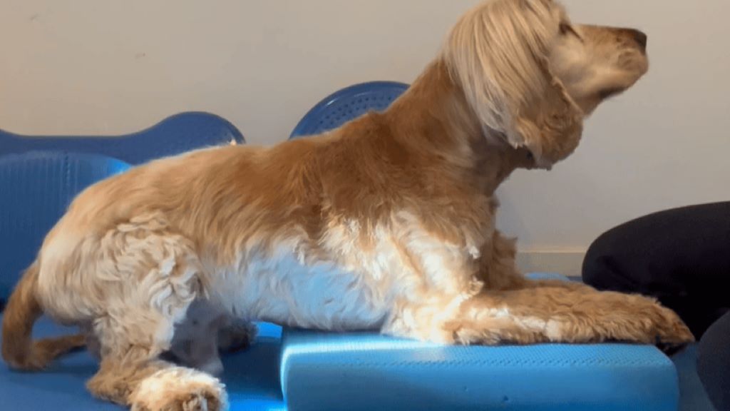 Cocker Spaniel performing a lying-to-standing exercise on a balance pad to activate core strength and body control