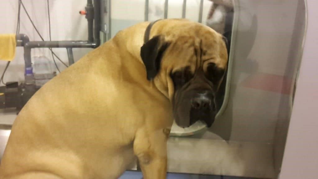Obese bullmastiff on a rehabilitation session for losing weight and build musclemass