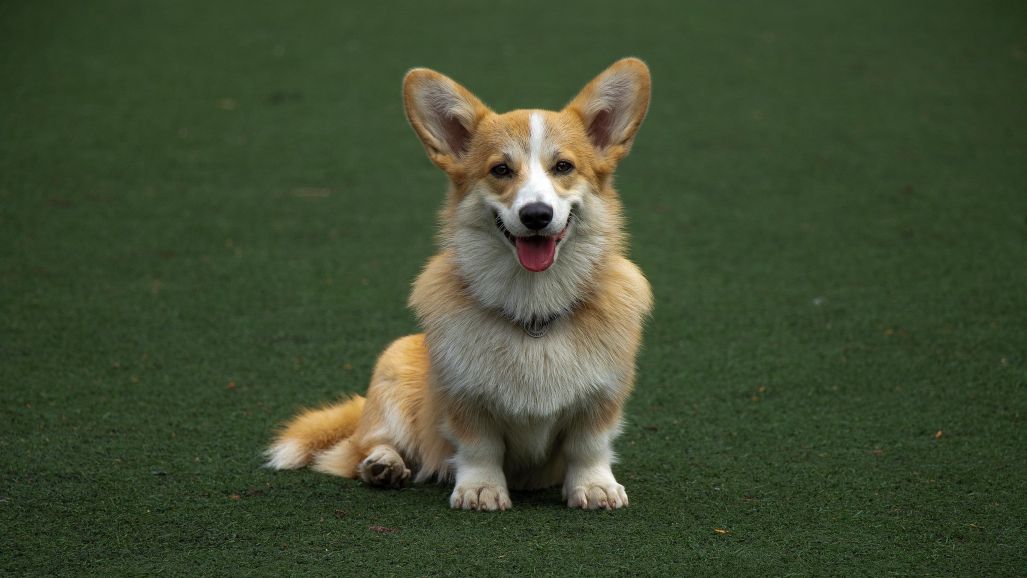 Corgi dog compensating for discomfort by placing the painful body part abducted in sitting