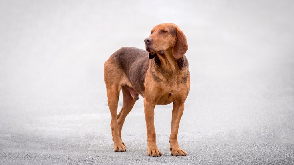 Dog standing with uneven weight and closed eyes, showing possible signs of discomfort in body language.