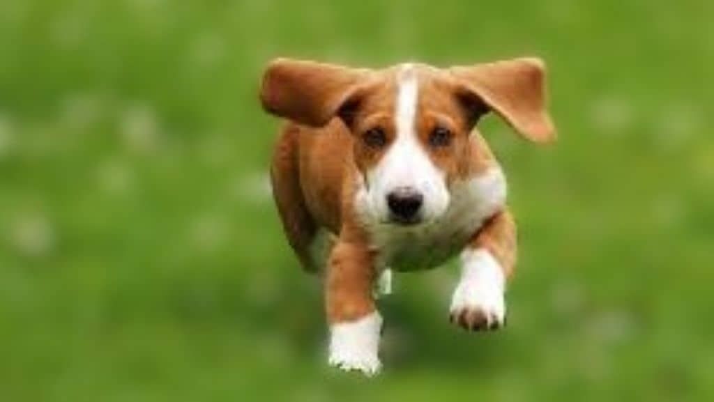 Unghund 1024x577-16.9-JPG Puppy running on three tracks that might be due to discomfort