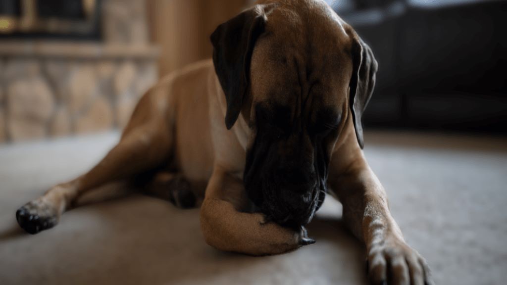 download -blurred-16.9-1024x576-jpg When your dog is in pain. Excessive licking or biting can indicate underlying joint issues or referred pain. Monitoring for repetitive behavior or changes in movement can help identify hidden pain early.