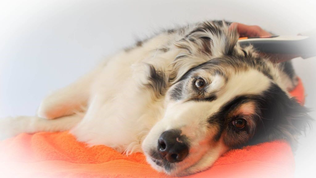 laser hund 3 1024x576-16.9-jpg Australian Shepard having laser therapy for pain relief