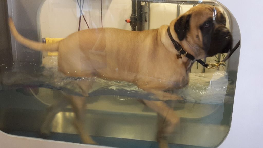 from obese to fit and healthy bullmastiff using an underwater treadmill