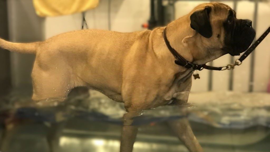 Obese Bullmastiff from 76kg to fit and healthy with 53 kg,