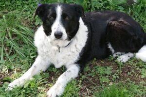 Border Collie mix lying on grass, enjoying rest after rehabilitation for osteoarthritis