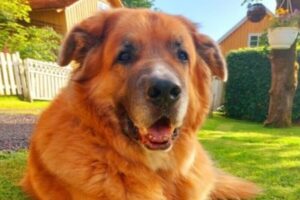 mix breed dog living a happy life after a long period of rehabilitation due to a cruciate lig injury.