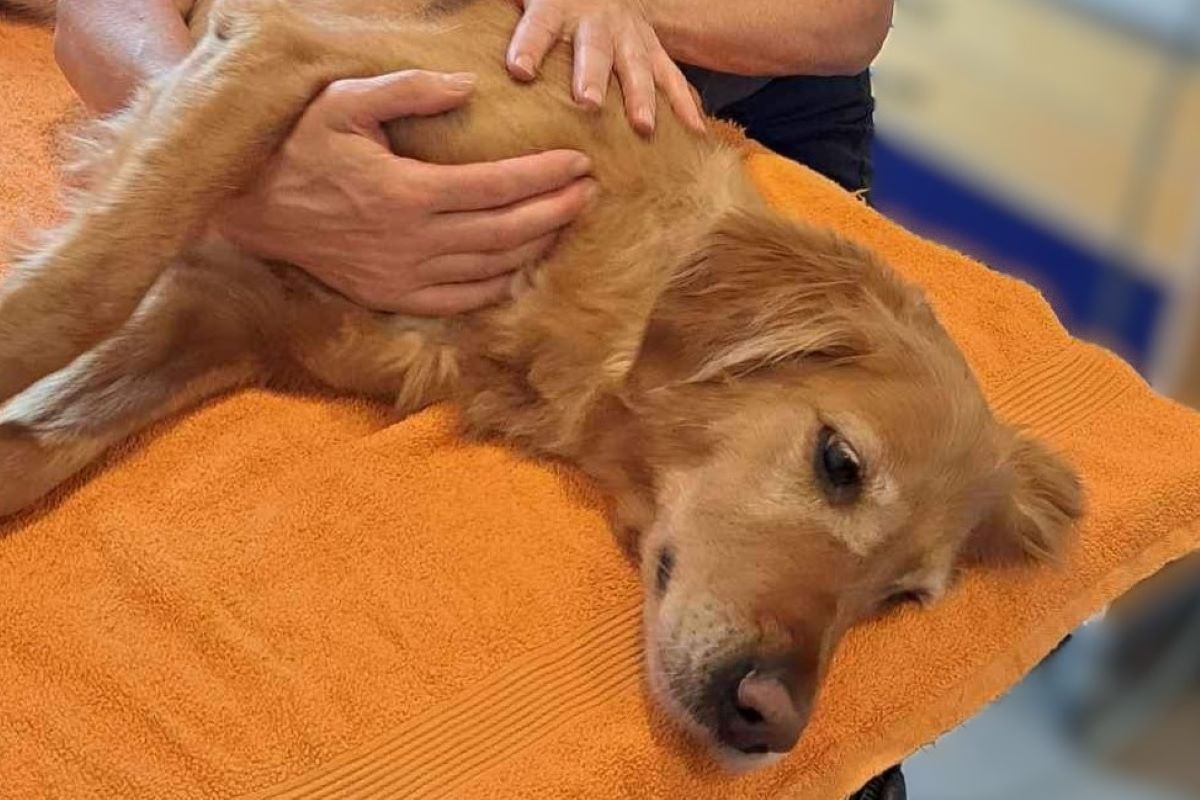 Golden Retriever receiving gentle mobilization therapy on a treatment table, supported by a canine physiotherapist.