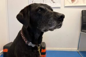 a black labrador suffering from arthritis on a rehab session for pain relief and exersice