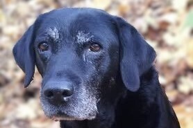 Black labrador Retriever