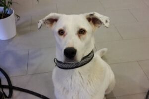 white mix bread sitting obedient waiting for a treat after a rehab session