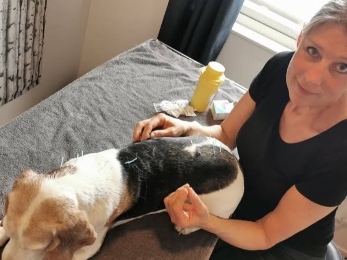 Dog receiving acupuncture as part of a gentle physiotherapy treatment—supporting comfort, recovery, and well-being