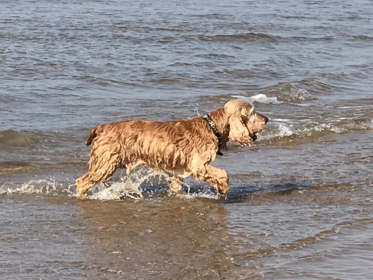 Dog is doing gentle and effective exercise on the beach