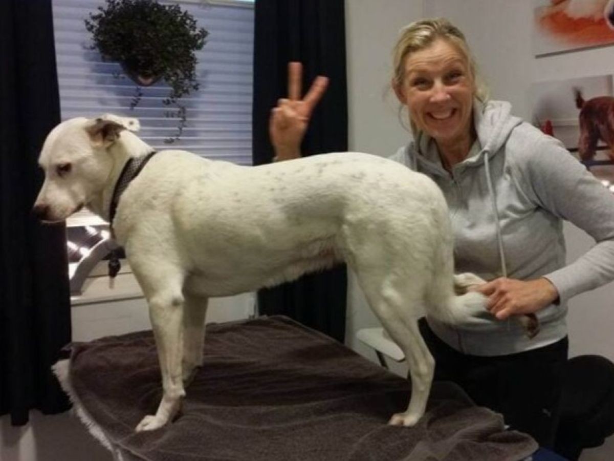 Tailored physiotherapy for dogs—combining serious care with a smile