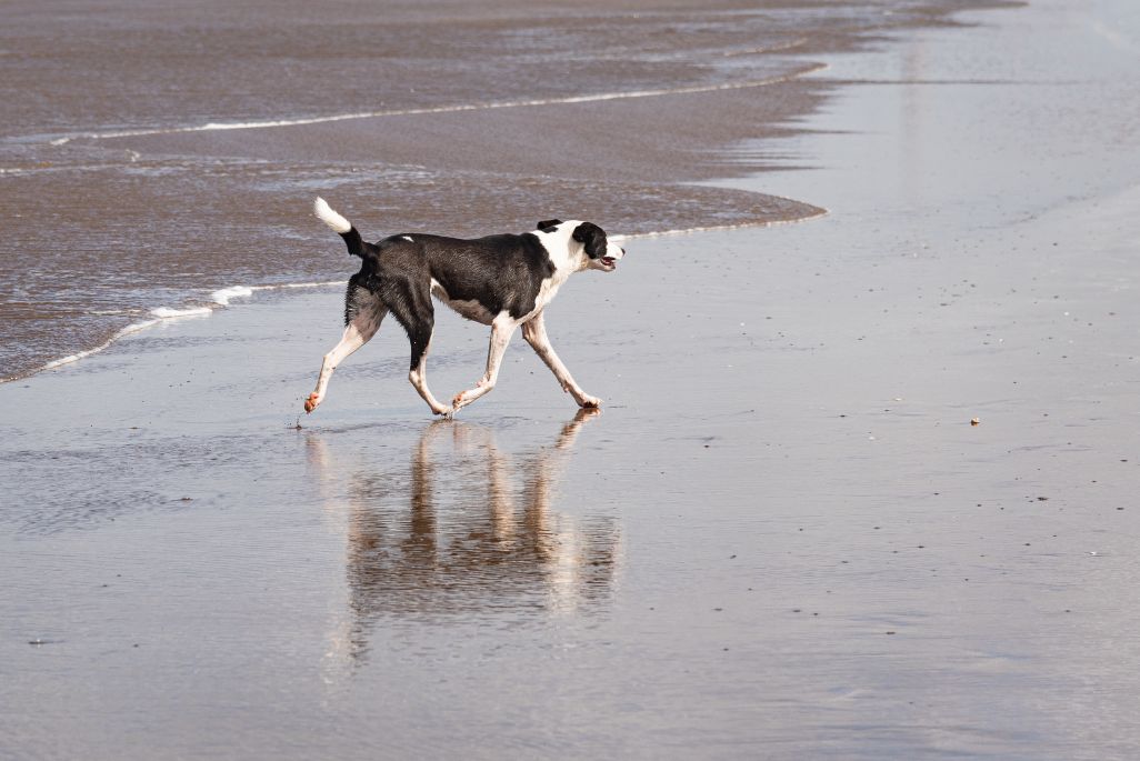 black-white-dog-trotting-free