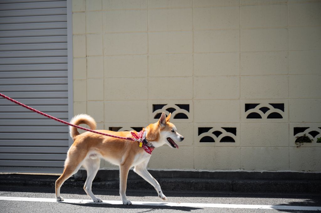 Shiba-inu dog pacing. dog pacing explained