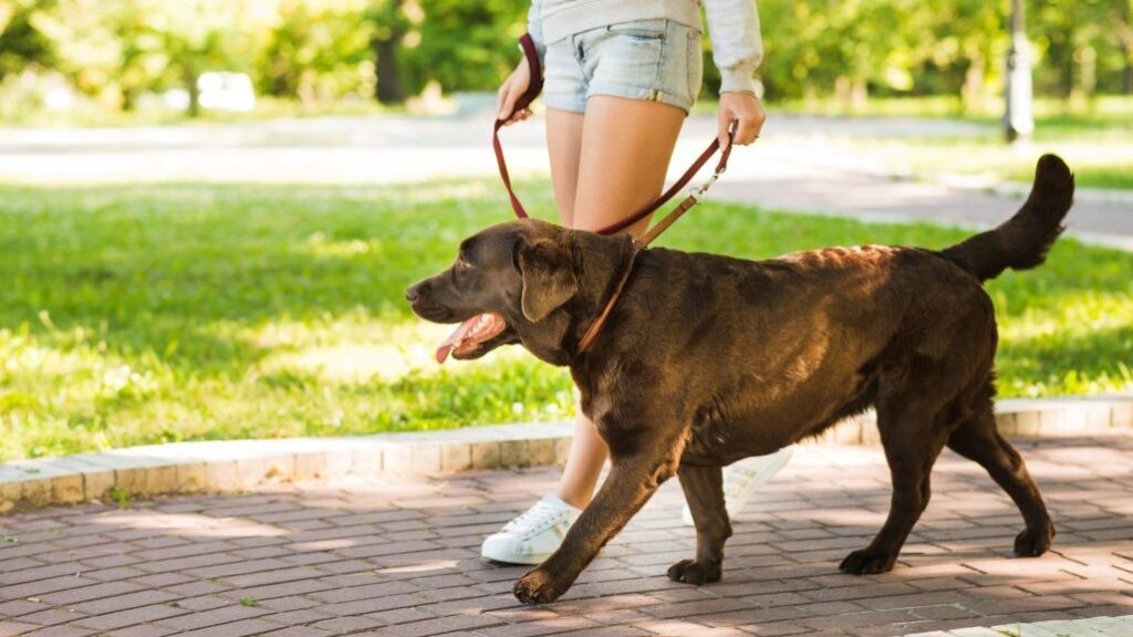 dog pacing - Golden Retriever walking with a pacing gait beside owner in a park—an ex