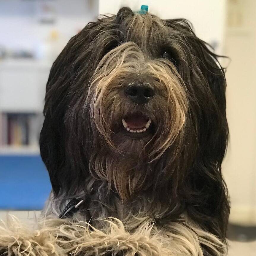 Happy long-haired dog receiving physiotherapy—demonstrating how rehab helps dogs stay strong, mobile, and full of life.