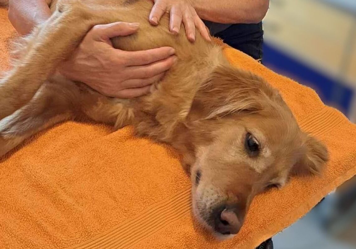 Golden Retriever receiving gentle mobilization therapy on a treatment table, supported by a canine physiotherapist.